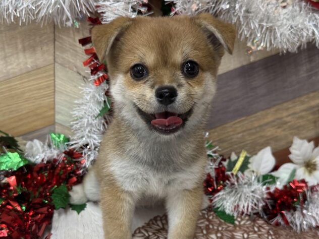 高知県のハーフ犬・ミックス犬 (ワンキャラット アミーゴ高知店/2025年9月8日生まれ/女の子/赤)の子犬の1枚目の画像