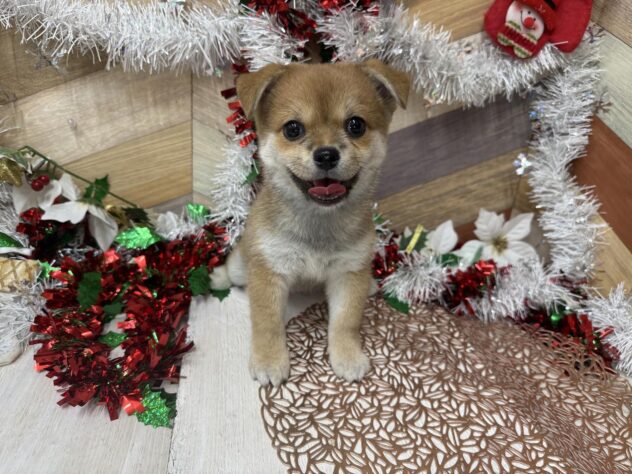 高知県のハーフ犬・ミックス犬 (ワンキャラット アミーゴ高知店/2025年9月8日生まれ/女の子/赤)の子犬の4枚目の画像