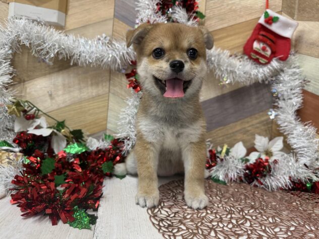 高知県のハーフ犬・ミックス犬 (ワンキャラット アミーゴ高知店/2025年9月8日生まれ/女の子/赤)の子犬の3枚目の画像