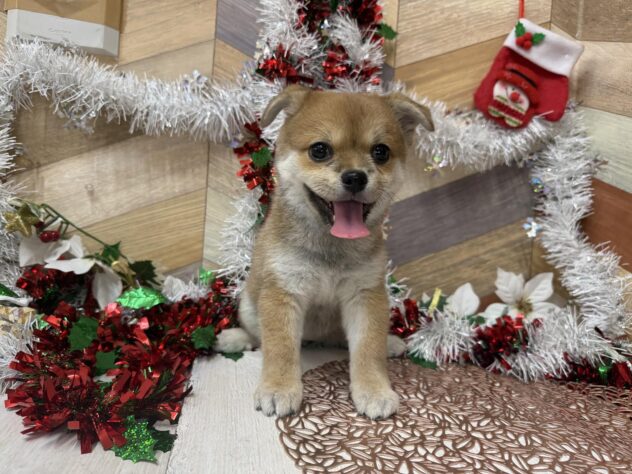 高知県のハーフ犬・ミックス犬 (ワンキャラット アミーゴ高知店/2025年9月8日生まれ/女の子/赤)の子犬の2枚目の画像