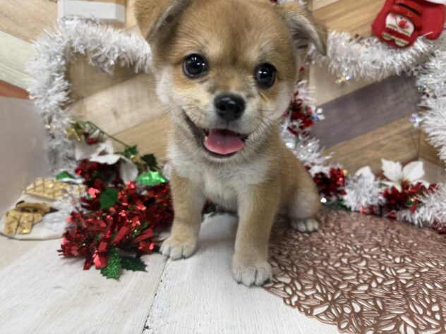 高知県のハーフ犬・ミックス犬 (ワンキャラット アミーゴ高知店/2025年9月8日生まれ/女の子/赤)の子犬の1枚目の画像