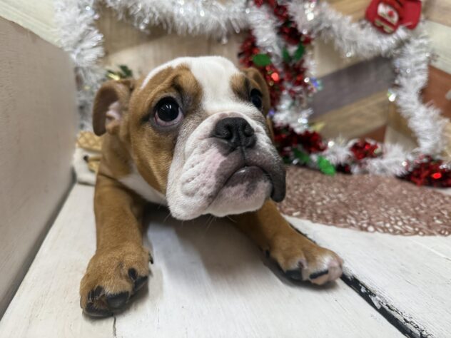 高知県のブルドッグ (ワンキャラット アミーゴ高知店/2025年7月19日生まれ/女の子/レッドホワイト)の子犬の2枚目の画像