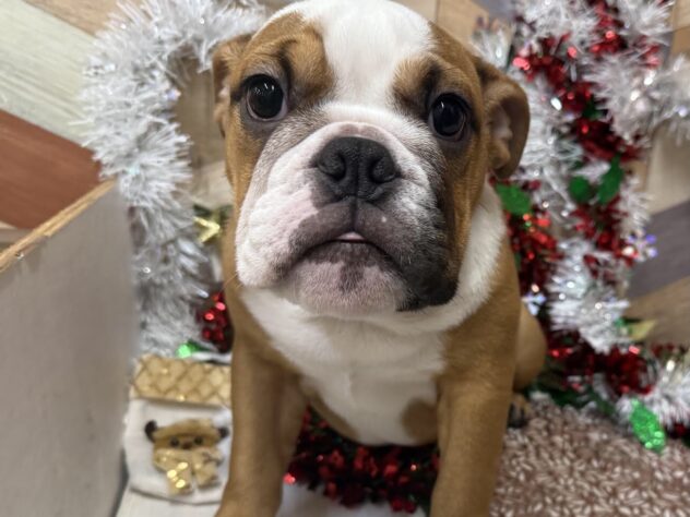 高知県のブルドッグ (ワンキャラット アミーゴ高知店/2025年7月19日生まれ/女の子/レッドホワイト)の子犬