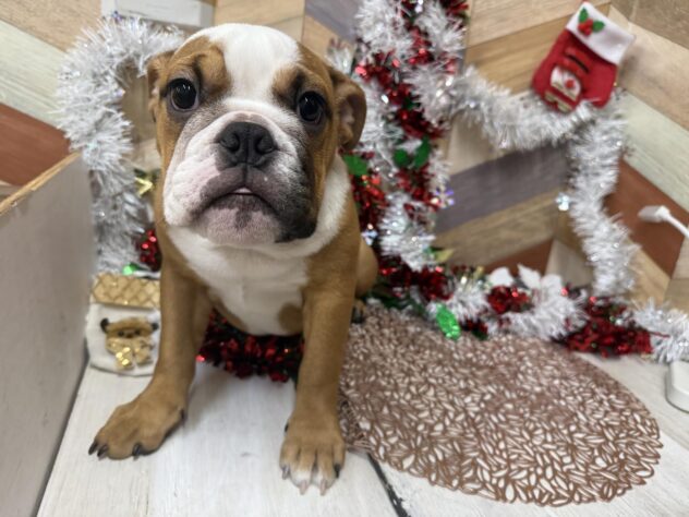 高知県のブルドッグ (ワンキャラット アミーゴ高知店/2025年7月19日生まれ/女の子/レッドホワイト)の子犬の1枚目の画像