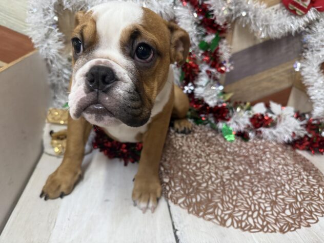 高知県のブルドッグ (ワンキャラット アミーゴ高知店/2025年7月19日生まれ/女の子/レッドホワイト)の子犬の3枚目の画像