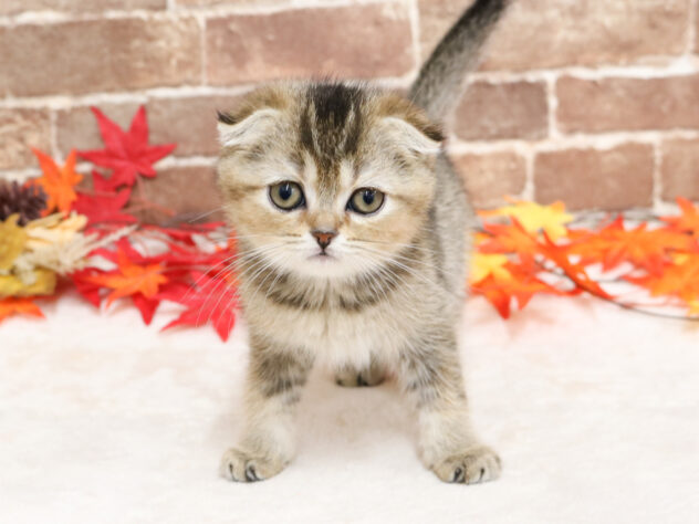 広島県のスコティッシュフォールド (アミーゴ西条店/2025年9月18日生まれ/女の子/ブラウンティックドタビー)の子猫の1枚目の画像