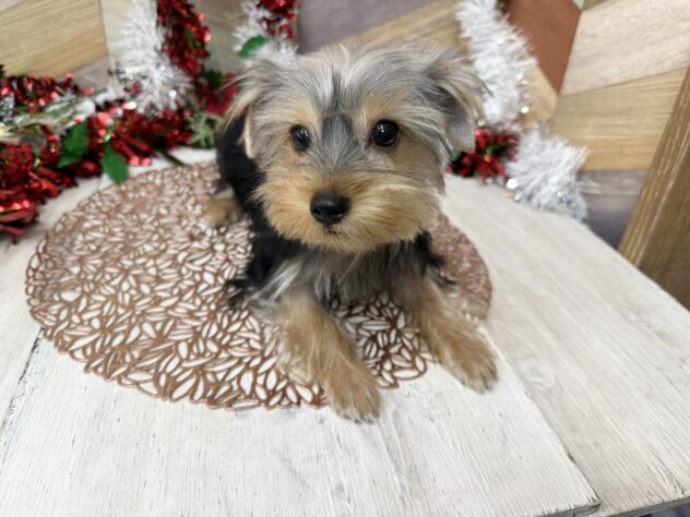 高知県のヨークシャーテリア (ワンキャラット アミーゴ高知店/2025年6月19日生まれ/男の子/スチールブルータン)の子犬の4枚目の画像