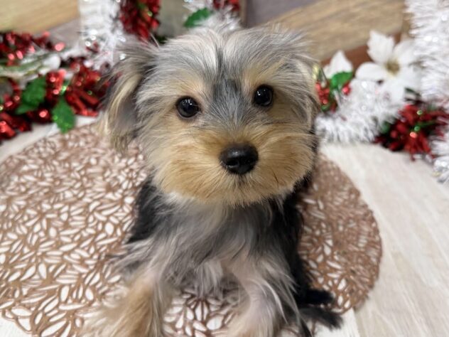 高知県のヨークシャーテリア (ワンキャラット アミーゴ高知店/2025年6月19日生まれ/男の子/スチールブルータン)の子犬の1枚目の画像