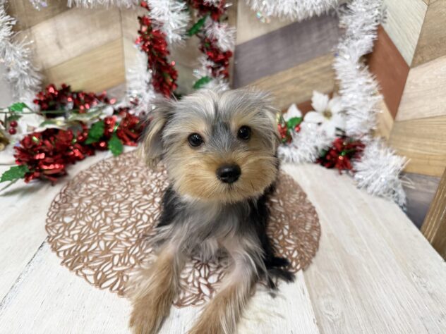 高知県のヨークシャーテリア (ワンキャラット アミーゴ高知店/2025年6月19日生まれ/男の子/スチールブルータン)の子犬の3枚目の画像