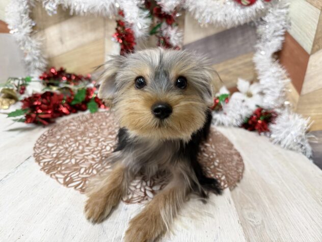 高知県のヨークシャーテリア (ワンキャラット アミーゴ高知店/2025年6月19日生まれ/男の子/スチールブルータン)の子犬の2枚目の画像