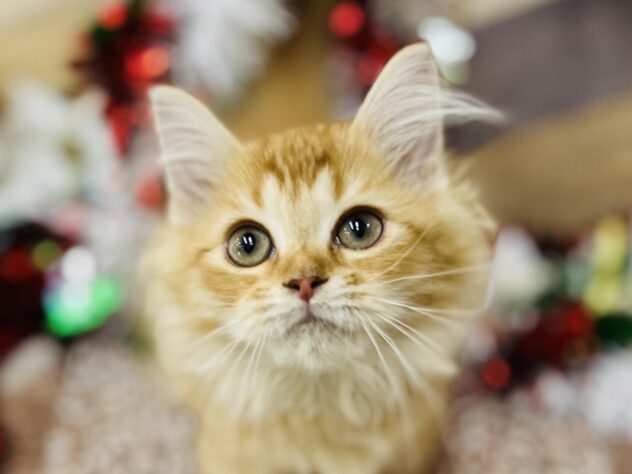 高知県のサイベリアン (ワンキャラット アミーゴ高知店/2025年9月1日生まれ/女の子/レッドタビー)の子猫の1枚目の画像