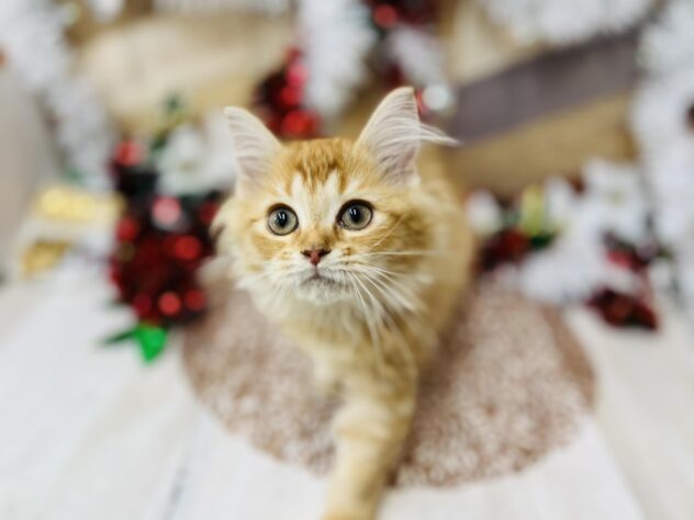 高知県のサイベリアン (ワンキャラット アミーゴ高知店/2025年9月1日生まれ/女の子/レッドタビー)の子猫の3枚目の画像