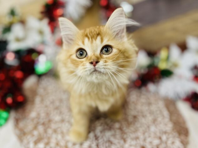 高知県のサイベリアン (ワンキャラット アミーゴ高知店/2025年9月1日生まれ/女の子/レッドタビー)の子猫の2枚目の画像