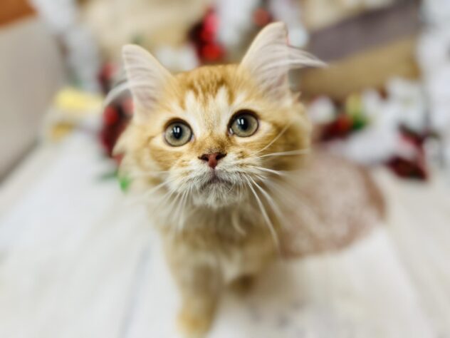 高知県のサイベリアン (ワンキャラット アミーゴ高知店/2025年9月1日生まれ/女の子/レッドタビー)の子猫の4枚目の画像