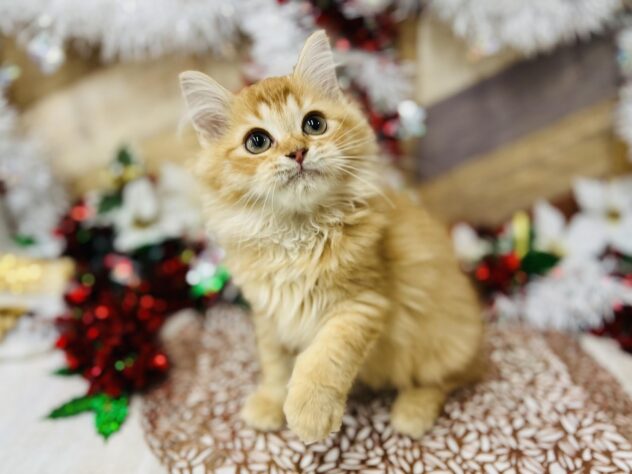 高知県のサイベリアン (ワンキャラット アミーゴ高知店/2025年9月1日生まれ/女の子/レッドタビー)の子猫の4枚目の画像