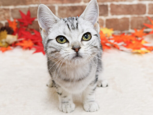 広島県のアメリカンショートヘアー (アミーゴ西条店/2025年8月27日生まれ/女の子/シルバータビー)の子猫の1枚目の画像