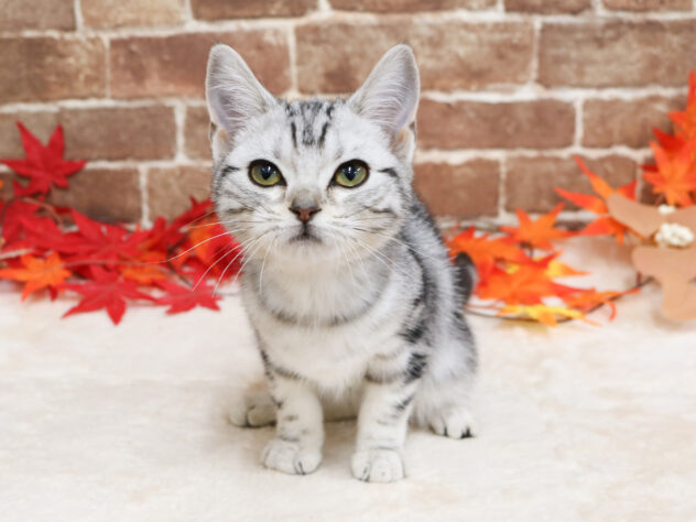 広島県のアメリカンショートヘアー (アミーゴ西条店/2025年8月27日生まれ/女の子/シルバータビー)の子猫の2枚目の画像