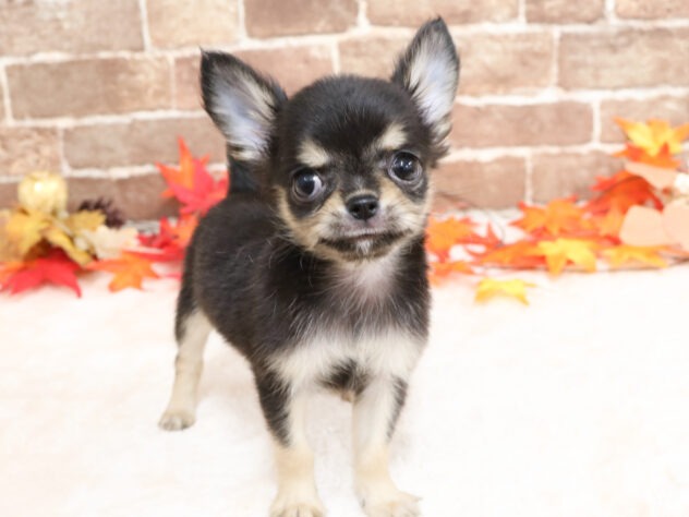 広島県のチワワ(ロング) (アミーゴ西条店/2025年9月22日生まれ/女の子/ブラックタン)の子犬