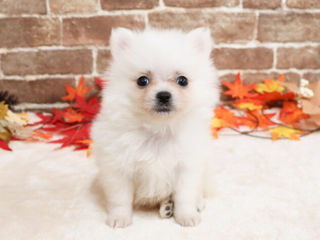 広島県のハーフ犬・ミックス犬 (アミーゴ西条店/2025年9月23日生まれ/男の子/ホワイト)の子犬