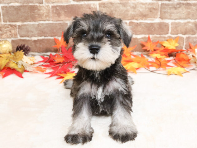 広島県のミニチュアシュナウザー (アミーゴ西条店/2025年9月20日生まれ/女の子/ソルトペッパー)の子犬