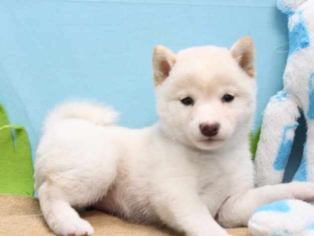 愛媛県の豆柴 (アミーゴ今治店/2025年9月8日生まれ/女の子/白)の子犬の2枚目の画像