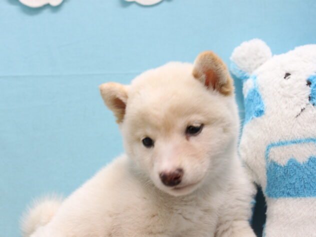 愛媛県の豆柴 (アミーゴ今治店/2025年9月8日生まれ/女の子/白)の子犬の4枚目の画像