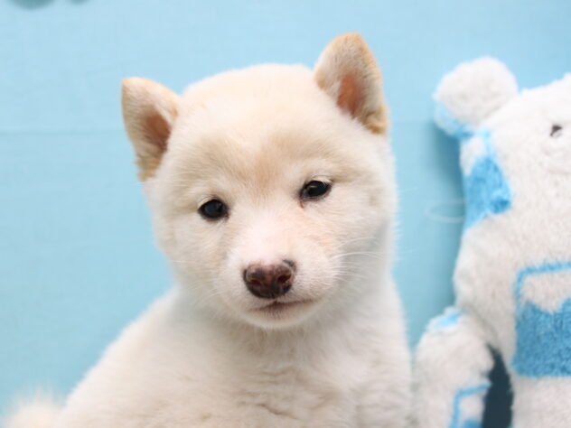 愛媛県の豆柴 (アミーゴ今治店/2025年9月8日生まれ/女の子/白)の子犬