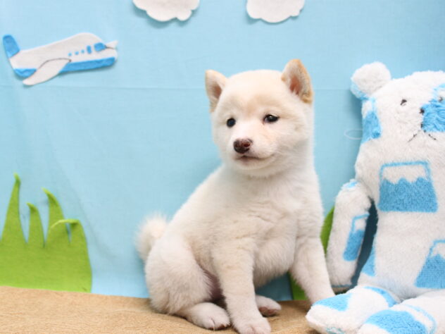 愛媛県の豆柴 (アミーゴ今治店/2025年9月8日生まれ/女の子/白)の子犬の3枚目の画像