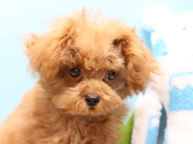 愛媛県のトイプードル(トイ) (アミーゴ今治店/2025年7月30日生まれ/女の子/レッドフォーン)の子犬の2枚目の画像