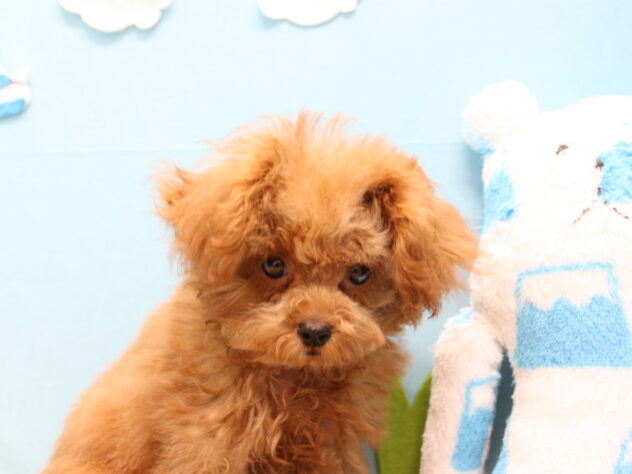 愛媛県のトイプードル(トイ) (アミーゴ今治店/2025年7月30日生まれ/女の子/レッドフォーン)の子犬の3枚目の画像