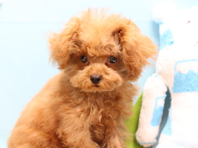 愛媛県のトイプードル(トイ) (アミーゴ今治店/2025年7月30日生まれ/女の子/レッドフォーン)の子犬の1枚目の画像