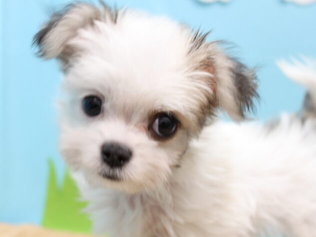 愛媛県のハーフ犬・ミックス犬 (アミーゴ今治店/2025年9月10日生まれ/男の子/レッドホワイト)の子犬の3枚目の画像