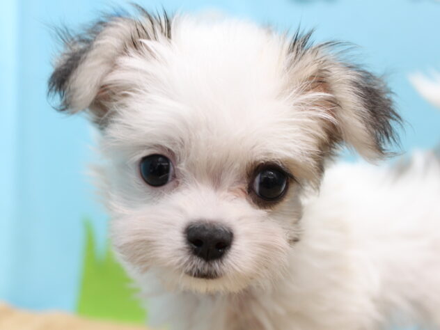 愛媛県のハーフ犬・ミックス犬 (アミーゴ今治店/2025年9月10日生まれ/男の子/レッドホワイト)の子犬の1枚目の画像