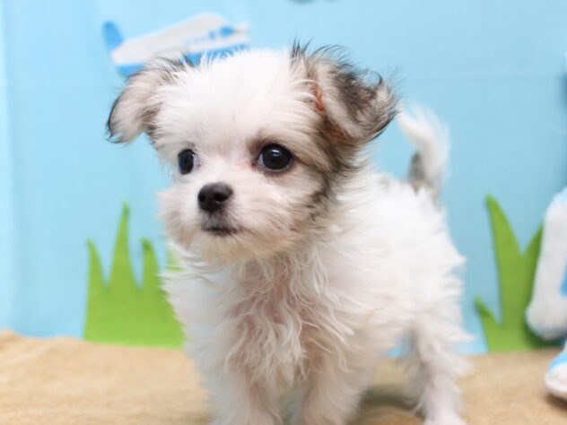 愛媛県のハーフ犬・ミックス犬 (アミーゴ今治店/2025年9月10日生まれ/男の子/レッドホワイト)の子犬の2枚目の画像