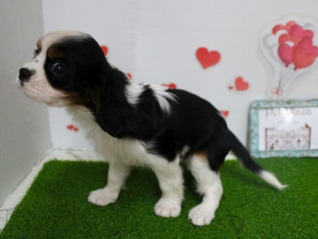 兵庫県のキャバリアキングチャールズスパニエル (ペット・プラザ アミーゴ尼崎昭和通店/2025年9月8日生まれ/女の子/ブレンハイム)の子犬の4枚目の画像