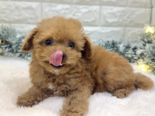 兵庫県のトイプードル(トイ) (ワンキャラット アミーゴ姫路飾磨店/2025年9月8日生まれ/女の子/レッドフォーン)の子犬の3枚目の画像