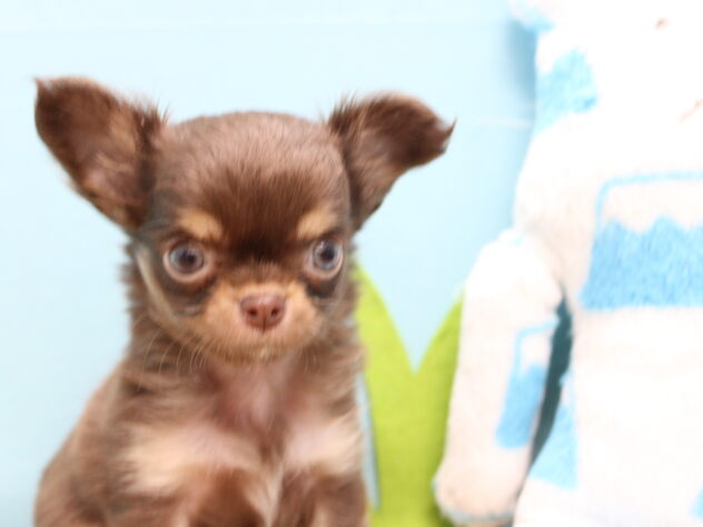 愛媛県のチワワ(ロング) (アミーゴ今治店/2025年9月8日生まれ/女の子/チョコレートタンホワイト)の子犬