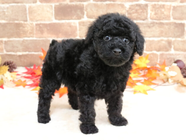 広島県のトイプードル(トイ) (アミーゴ西条店/2025年9月23日生まれ/女の子/ブラック)の子犬の2枚目の画像