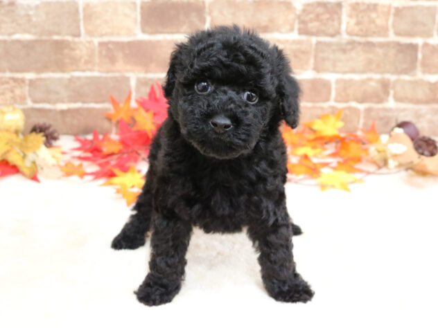広島県のトイプードル(トイ) (アミーゴ西条店/2025年9月23日生まれ/女の子/ブラック)の子犬の1枚目の画像