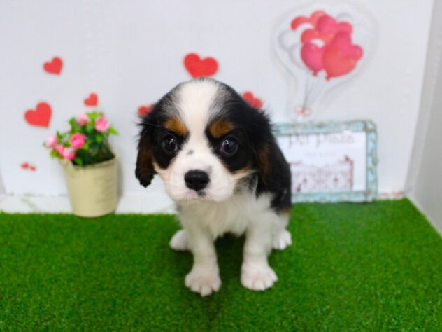 兵庫県のキャバリアキングチャールズスパニエル (ペット・プラザ アミーゴ尼崎昭和通店/2025年9月8日生まれ/女の子/ブレンハイム)の子犬の1枚目の画像