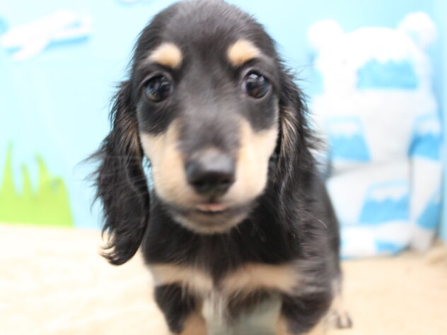 愛媛県のミニチュアダックスフンド(ロング) (アミーゴ今治店/2025年9月10日生まれ/男の子/ブラックタン)の子犬の3枚目の画像