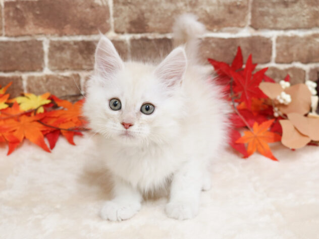 広島県のメインクーン (アミーゴ西条店/2025年9月29日生まれ/男の子/カメオタビー)の子猫の1枚目の画像