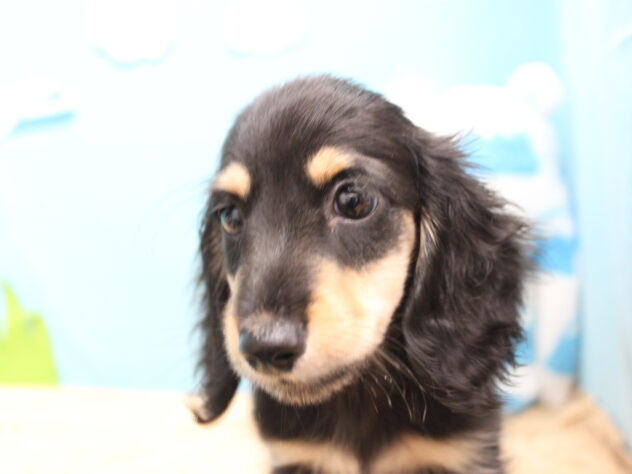 愛媛県のミニチュアダックスフンド(ロング) (アミーゴ今治店/2025年9月10日生まれ/男の子/ブラックタン)の子犬の2枚目の画像