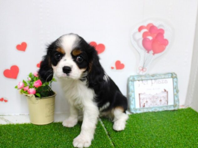 兵庫県のキャバリアキングチャールズスパニエル (ペット・プラザ アミーゴ尼崎昭和通店/2025年9月8日生まれ/女の子/ブレンハイム)の子犬の2枚目の画像