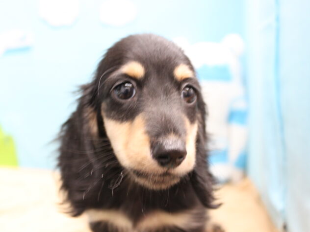 愛媛県のミニチュアダックスフンド(ロング) (アミーゴ今治店/2025年9月10日生まれ/男の子/ブラックタン)の子犬の1枚目の画像