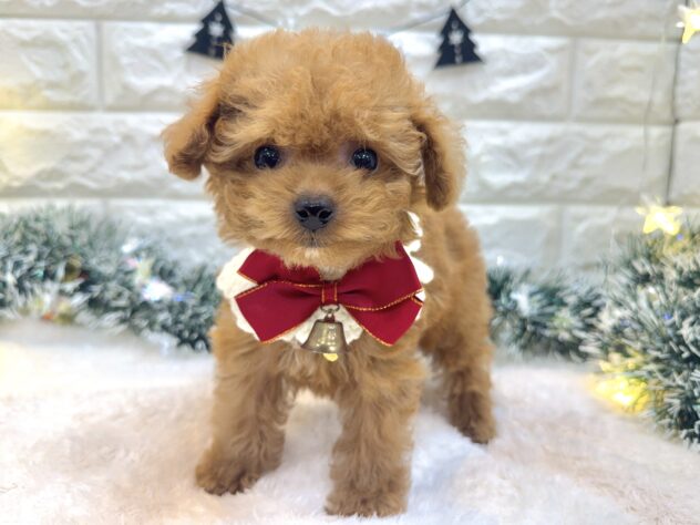 兵庫県のトイプードル(トイ) (ワンキャラット アミーゴ姫路飾磨店/2025年9月8日生まれ/女の子/レッドフォーン)の子犬の2枚目の画像