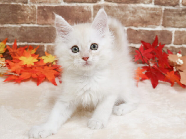 広島県のメインクーン (アミーゴ西条店/2025年9月29日生まれ/男の子/カメオタビー)の子猫の2枚目の画像