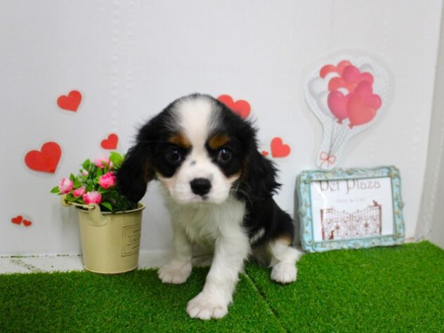 兵庫県のキャバリアキングチャールズスパニエル (ペット・プラザ アミーゴ尼崎昭和通店/2025年9月8日生まれ/女の子/ブレンハイム)の子犬の3枚目の画像