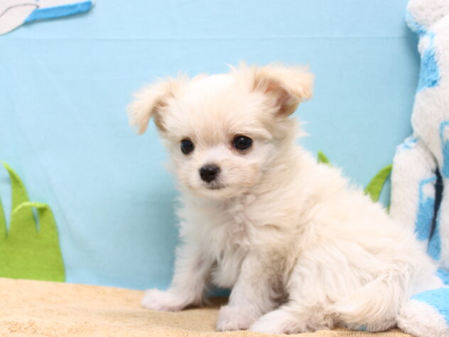 愛媛県のハーフ犬・ミックス犬 (アミーゴ今治店/2025年9月17日生まれ/女の子/クリーム)の子犬の3枚目の画像