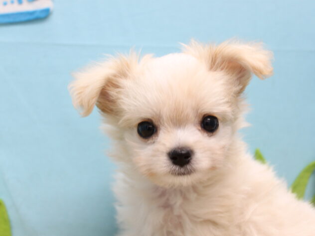 愛媛県のハーフ犬・ミックス犬 (アミーゴ今治店/2025年9月17日生まれ/女の子/クリーム)の子犬の1枚目の画像